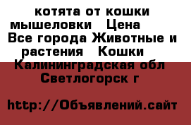 котята от кошки мышеловки › Цена ­ 10 - Все города Животные и растения » Кошки   . Калининградская обл.,Светлогорск г.